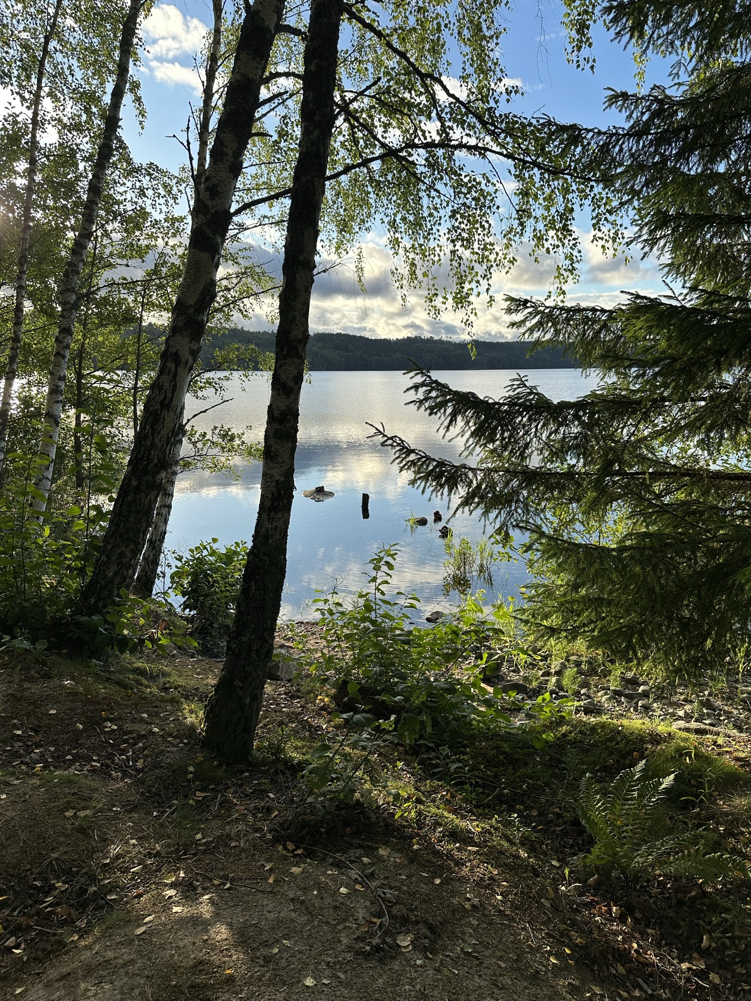 Mindful Nature Immersion